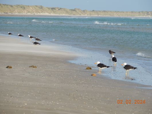 Birds on Peggy Beach